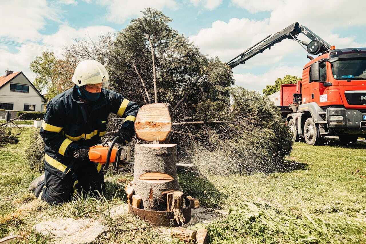 Tree Root Removal in Winthrop Harbor, IL